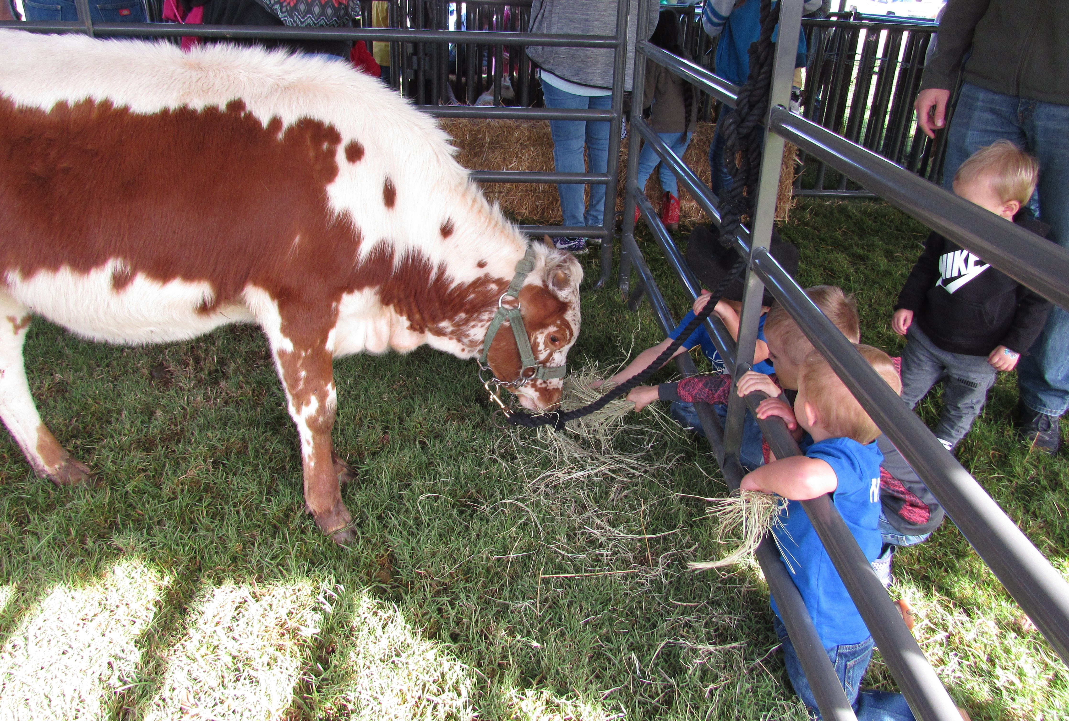 Oklahoma City Stockyards Stampede 2018 Longhorns Reaching Out